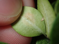 Calonectria pseudonaviculata