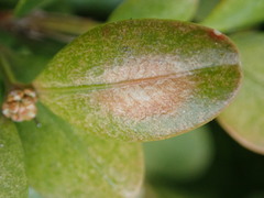 Calonectria pseudonaviculata