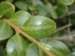 Eurytetranychus buxi