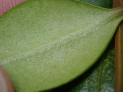 Eurytetranychus buxi