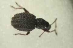 Otiorhynchus porcatus