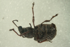Otiorhynchus porcatus
