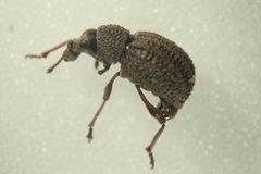 Otiorhynchus porcatus