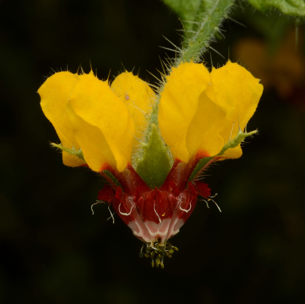 Loasa tricolor (Loasa tricolor)