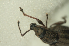 Otiorhynchus porcatus