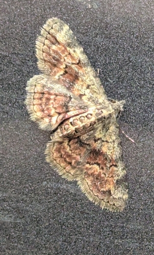 Paragona multisignata