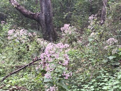 Peteravenia malvifolia