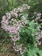 Peteravenia malvifolia