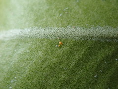 Eurytetranychus buxi