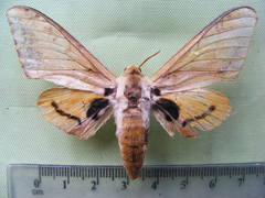 Pseudoclanis occidentalis