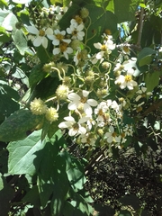 Montanoa leucantha