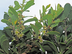 Robsonodendron maritimum