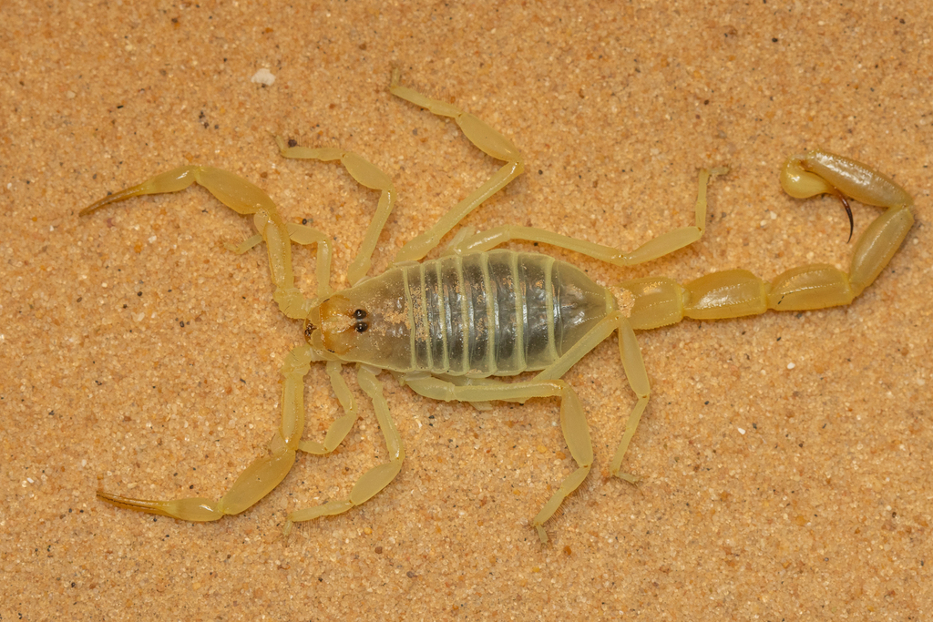 Buthacus levyi