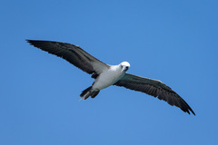 Peruvian Booby photo 2