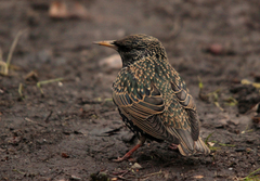 Sturnus vulgaris