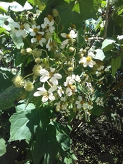 Montanoa leucantha