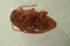 Neocrepidodera ferruginea