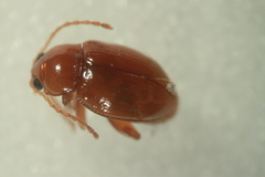 Neocrepidodera ferruginea