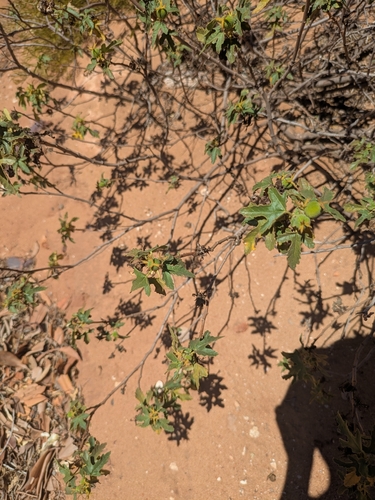 Mallee bitterbush (Adriana tomentosa)
