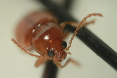 Neocrepidodera ferruginea
