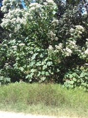Montanoa leucantha