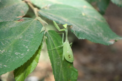 Stagmatoptera septentrionalis