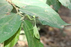Stagmatoptera septentrionalis