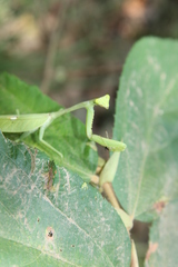 Stagmatoptera septentrionalis
