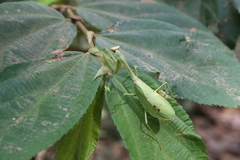 Stagmatoptera septentrionalis