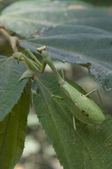 Stagmatoptera septentrionalis