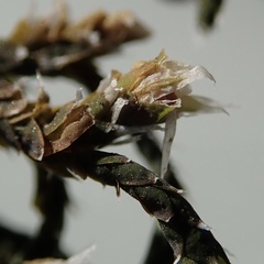 Hedwigia detonsa