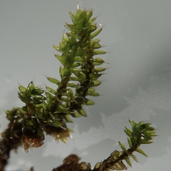 Hedwigia detonsa
