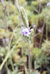 Lavandula pinnata