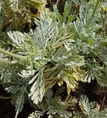 Lavandula pinnata