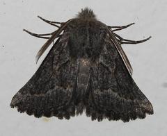 Drepanogynis interscripta