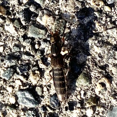 Ocypus aeneocephalus