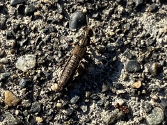 Ocypus aeneocephalus