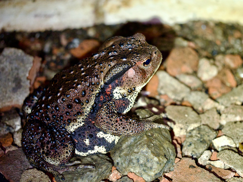 Bufo praetextatus