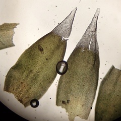 Hedwigia detonsa