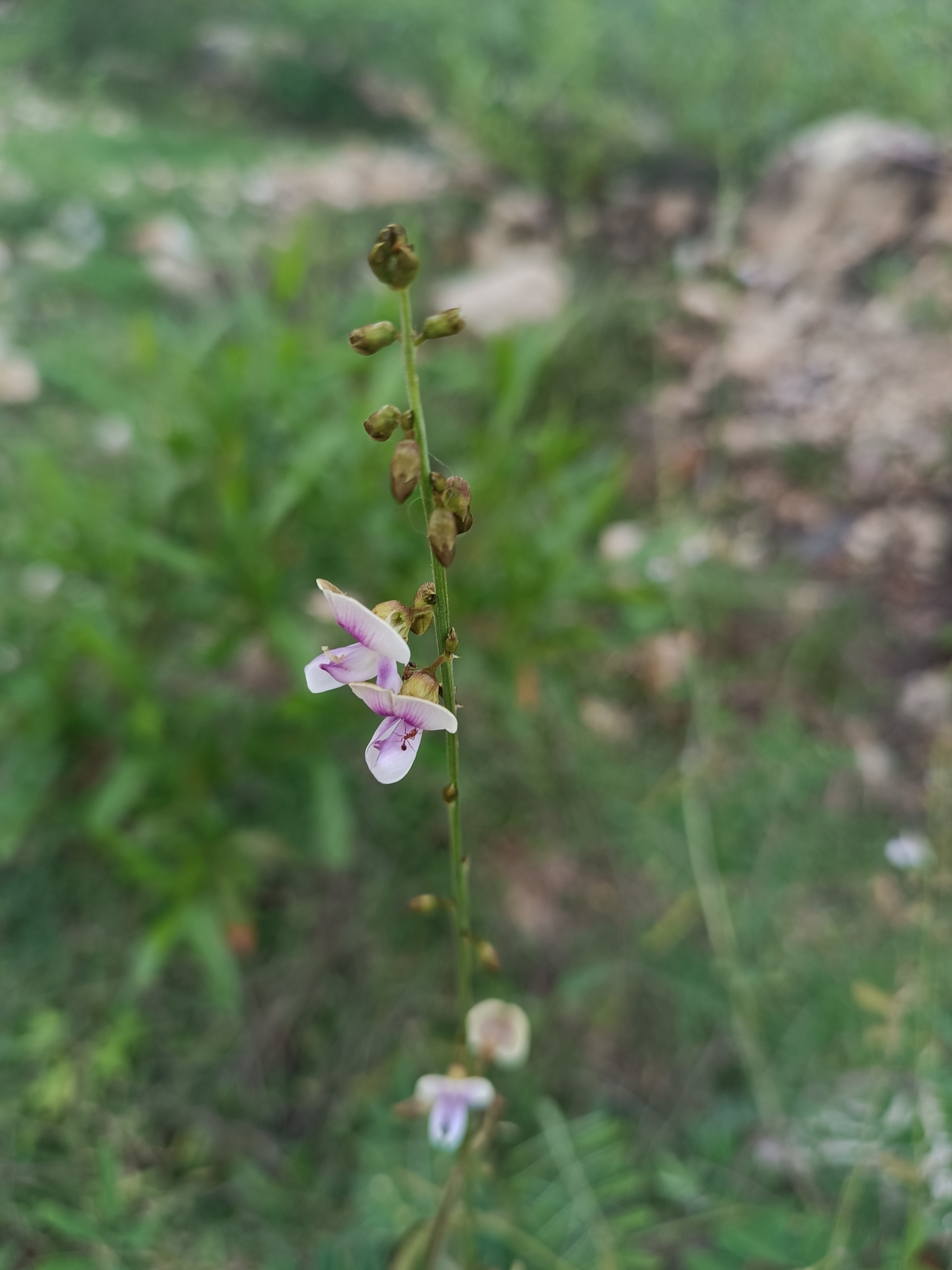 Tephrosia noctiflora (Tephrosia noctiflora)