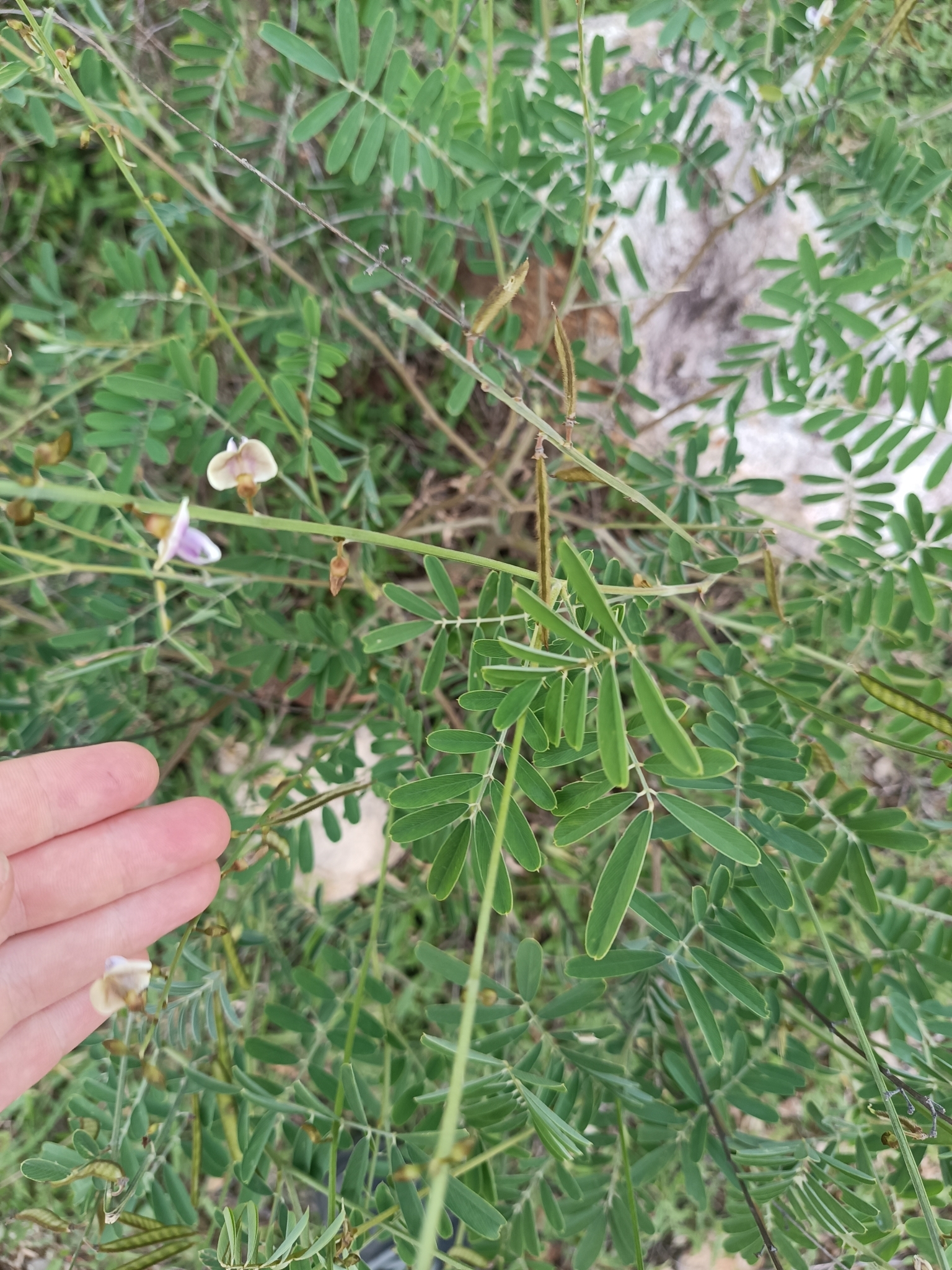 Tephrosia noctiflora — ảnh 2
