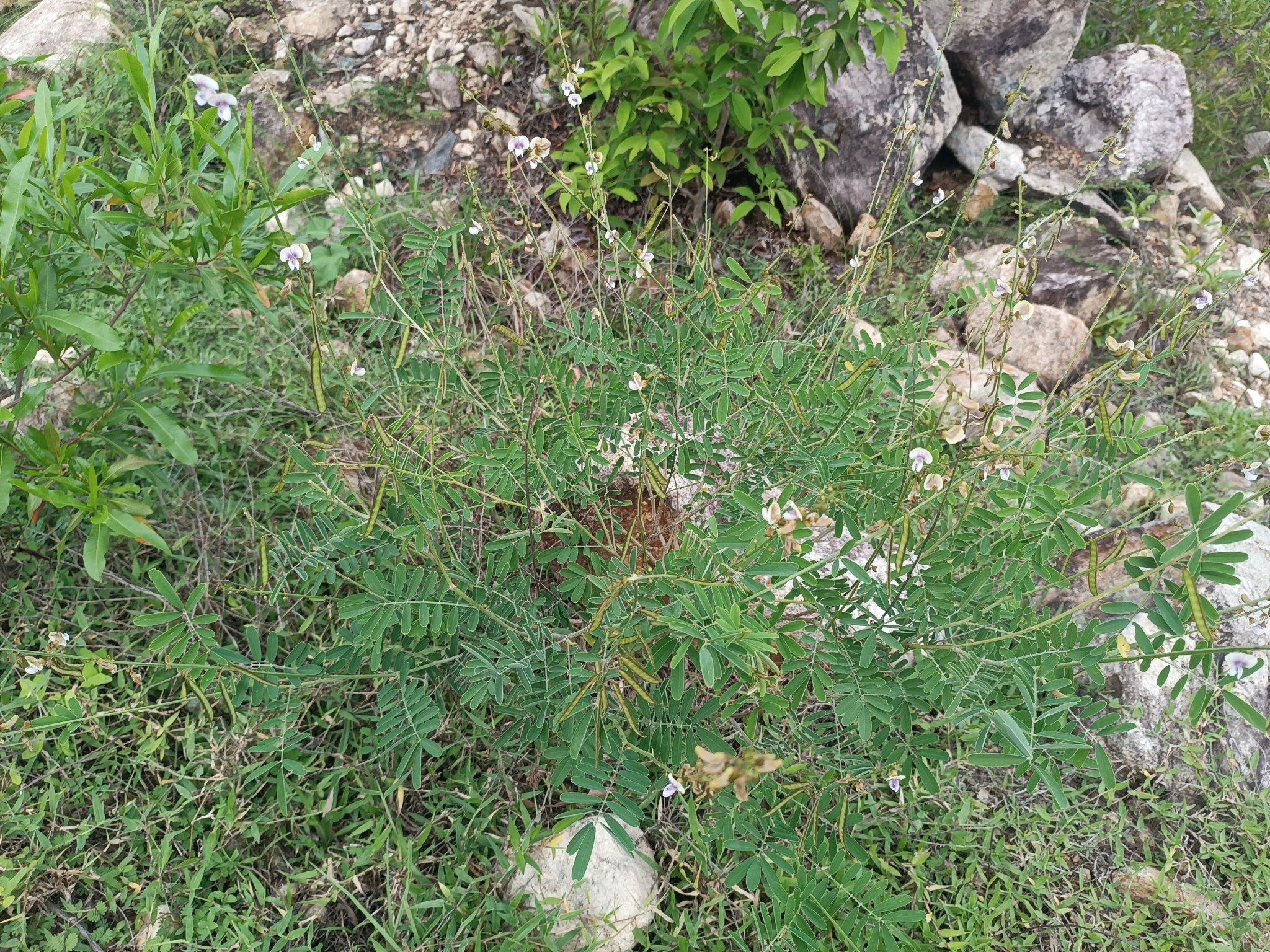 Tephrosia noctiflora — ảnh 3