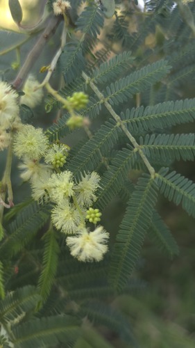 Silver-stemmed Wattle (Acacia parvipinnula)
