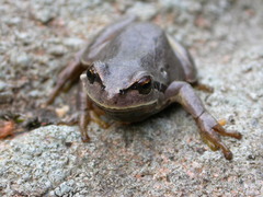 Hyla molleri