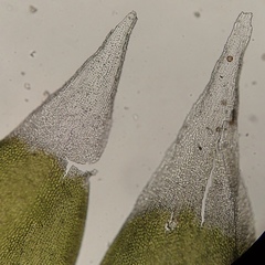 Hedwigia detonsa