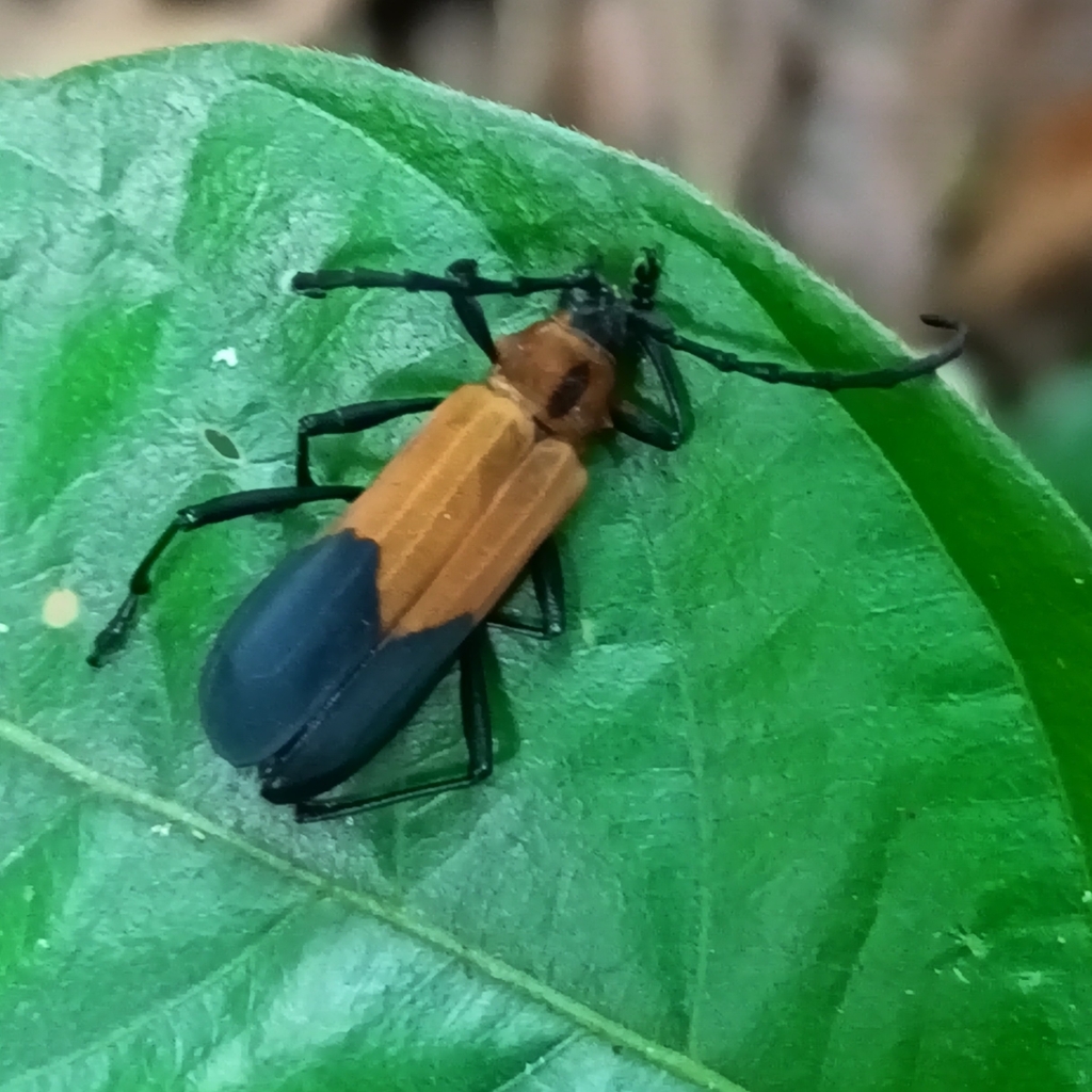 Nothoprodontia boliviana