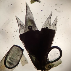 Hedwigia detonsa
