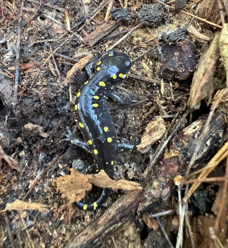 Spotted Salamander