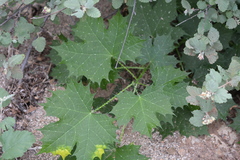 Cnidoscolus maculatus