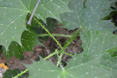 Cnidoscolus maculatus